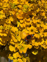 Ginkgo biloba 'Mariken' - Ginkgo Maidenhair 'Mariken'