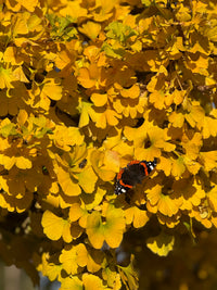 Ginkgo biloba 'Mariken' - Ginkgo Maidenhair 'Mariken'