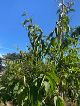 Heptacodium miconioides - Seven-Sons Tree