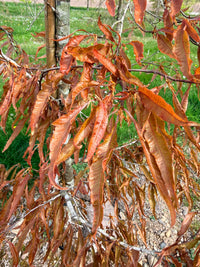Fagus sylvatica 'Ansorgei' - Willow-leaved Beech