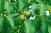 Juglans regia - English Walnut