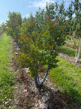 Lagerstroemia 'Lipan' - Crape Myrtle 'Lipan'