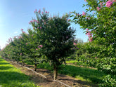 Lagerstroemia 'Muskogee' - Crape Myrtle 'Muskogee'