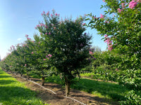 Lagerstroemia 'Muskogee' - Crape Myrtle 'Muskogee'