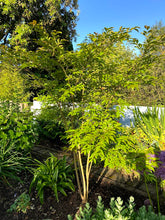 Lagerstroemia 'Natchez' - Crape Myrtle 'Natchez'