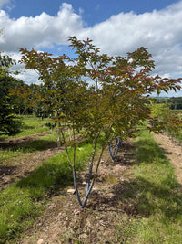 Lagerstroemia 'Sarah's Favorite' - Crape Myrtle 'Sarah's Favorite'
