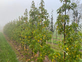 Liquidambar styraciflua 'Jason' - Sweet Gum 'Jason'