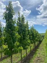 Liquidambar styraciflua 'Fame Forever' - Sweet Gum 'Fame Forever'