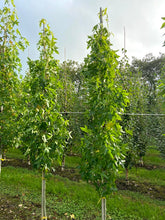 Liquidambar styraciflua 'Slender Silhouette' - Sweet Gum 'Slender Silhouette'