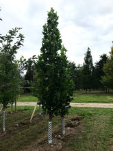 Liriodendron tulipifera 'Fastigiatum' - Upright Tulip Tree