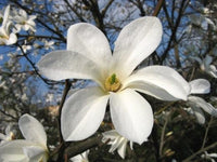 Magnolia kobus - Kobus Magnolia