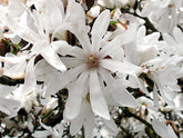 Magnolia stellata 'Royal Star' - Star Magnolia 'Royal Star'