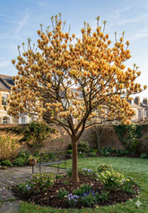 Magnolia 'Sunsation' - Magnolia 'Sunsation'