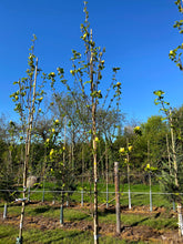 Magnolia brooklynensis 'Yellow Bird' - Magnolia 'Yellow Bird'