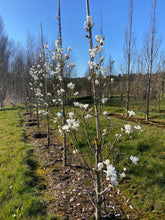 Magnolia loebneri 'Merrill' - Magnolia Merrill