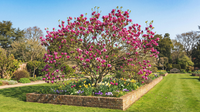 Magnolia 'Cleopatra' - Magnolia 'Cleopatra'