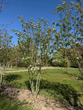 Malus 'Braendkjaer' - Siberian Crab Apple