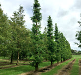 Metasequoia glyptostroboides - Dawn Redwood