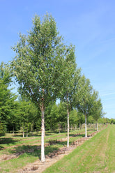 Betula albosinensis 'Fascination' - Red-barked Birch 'Fascination'