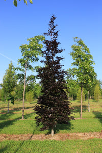 Fagus sylvatica 'Atropunicea' - Copper-Purple Beech