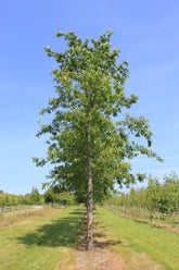 Quercus cerris - Turkey Oak