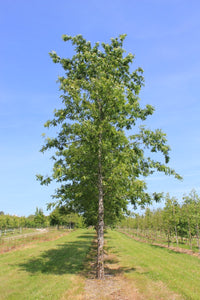 Quercus cerris - Turkey Oak