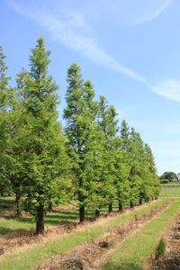 Taxodium distichum - Swamp/Bald Cypress