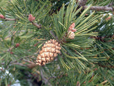 Pinus sylvestris - Scots Pine