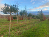 Pinus pinea - Stone Pine