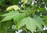Platanus x hispanica 'Malburg' - London Plane 'Malburg'