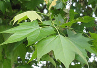 Platanus x hispanica 'Malburg' - London Plane 'Malburg'