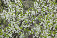 Prunus avium 'Plena' - Double-flowering Cherry