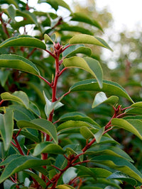 Prunus lusitanica 'Angustifolia' - Portuguese Laurel