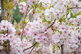 Prunus serrulata 'Amanogawa' - Japanese Cherry 'Amanogawa'