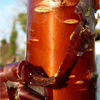 Prunus serrula - Tibetan Cherry