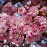 Prunus serrulata 'Kanzan' - Japanese Cherry 'Kanzan'