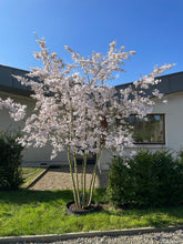 Prunus 'The Bride' - Cherry The Bride