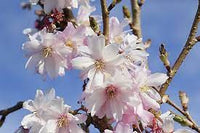 Prunus x subhirtella 'Autumnalis Rosea' - Winter Pink Cherry