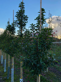 Prunus lusitanica 'Brenelia' - Portuguese Laurel 'Brenelia'