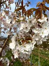 Prunus serrulata 'Sunset Boulevard' - Japanese Cherry 'Sunset Boulevard'