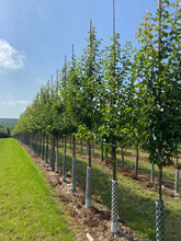 Pyrus calleryana 'Chanticleer' - Callery Pear 'Chanticleer'
