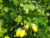 Quercus robur - English Oak