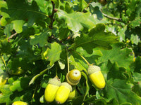 Quercus robur - English Oak