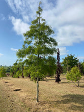 Quercus dentata 'Pinnatifida' - Japanese Emperor Oak