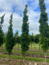 Quercus palustris 'Green Pillar' - Pin Oak 'Green Pillar'