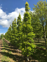 Quercus robur 'Fastigiate Koster' - Cypress Oak 'Koster'