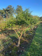 Quercus suber - Cork Oak