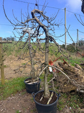 Malus domestica 'Elstar' - Eating Apple 'Elstar'
