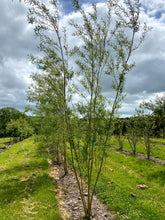 Salix alba 'Chermesina' - Scarlet Willow