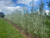 Salix alba 'Sericea' - Silver Willow